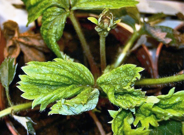 Sehelai daun yang terkena hama strawberi digulung