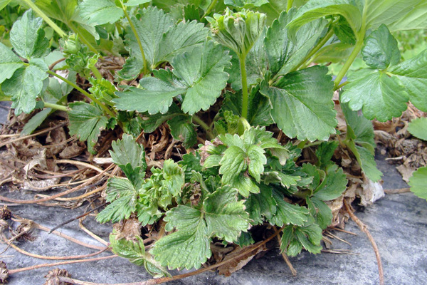 Semak strawberi rosak oleh hama strawberi