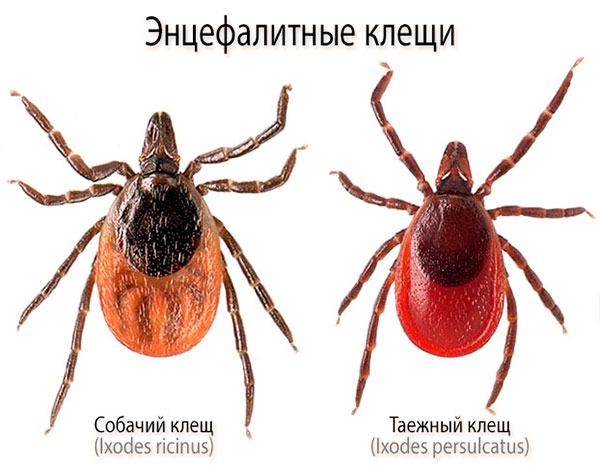 عث التهاب الدماغ (Ixodes ricinus و Ixodes persulcatus)