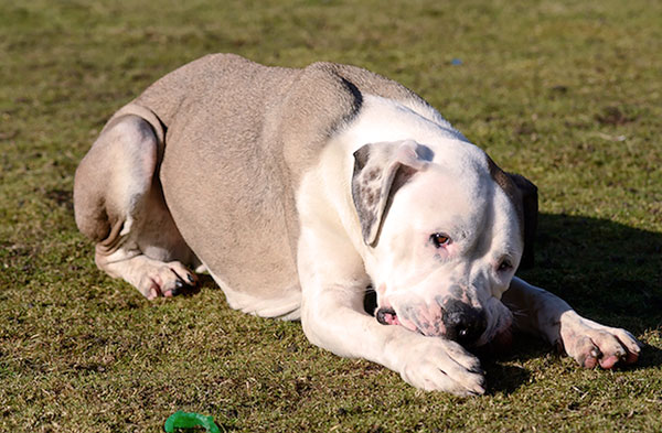 Hepatozoonosis selepas makan kutu oleh anjing