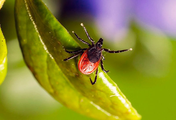 Tick ​​bersedia untuk menyerang