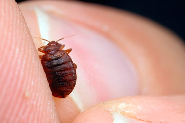 Untuk mengelakkan penampilan bedbugs di apartmen, disyorkan untuk merawat semula dengan ejen.